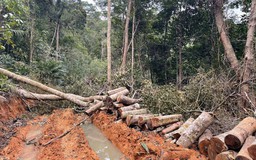 Khởi tố vụ phá rừng tại Khánh Hòa