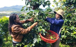 Giấc mơ cà phê đặc sản Việt: Tiệm cà phê trên đồi M’Nang