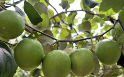 Giống táo bom chính thức được phép phát triển sản xuất tại Ninh Thuận
