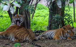 Hổ vồ chết 2 người, Ấn Độ giới nghiêm hàng chục ngôi làng