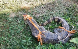 Người dân bắt được cá sấu nặng 20 kg trước sân nhà ở Bạc Liêu