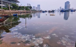 Đà Nẵng: Thực hư chuyện sứa lửa xuất hiện dày đặc ở cửa sông Hàn