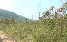 Quảng Ngãi: Hơn 8.000 ha cây keo chết do bị nhiễm nấm