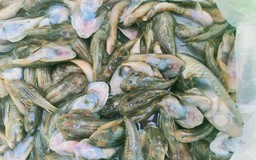 Điều tra vụ nghi dùng chất xyanua tận diệt cá tại huyện vùng cao Quảng Nam