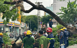 Không nên trồng cây gì trong trường học để tránh những chuyện đau lòng?