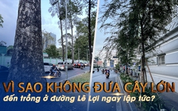 Vì sao không đưa cây lớn đến trồng ở đường Lê Lợi ngay lập tức?