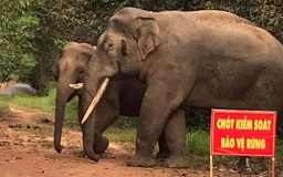 Đồng Nai: Một người dân đi chăn bò bị voi rừng tấn công
