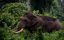 Ấn Độ bắt được con voi giết chết 6 người