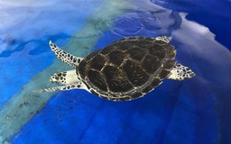 Phú Quốc: Sau gần 1 năm 'nằm viện', rùa biển được thả về tự nhiên
