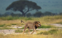10 con sư tử bị giết trong xung đột với người chăn gia súc Kenya