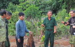 Vụ án 6 cựu chiến binh 'hủy hoại rừng' ở Đắk Nông: Hội Cựu chiến binh VN kiến nghị tránh làm oan sai