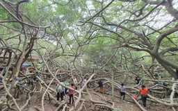 Độc lạ miền Tây: Giàn gừa cổ thụ ở khu di tích ‘hút hồn’ khách tham quan