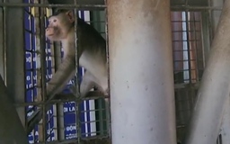 Nhân viên bảo vệ nuôi khỉ trong công ty, 3 năm sau bàn giao kiểm lâm