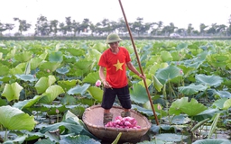 'Hốt' bạc tỉ nhờ trồng sen trên ruộng chiêm trũng