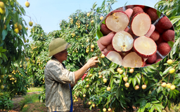 Vải không hạt Việt Nam giá cao ngất vẫn cháy hàng