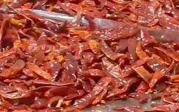 Cục Bảo vệ thực vật bác tin Hàn Quốc cấm nhập khẩu ớt từ Việt Nam
