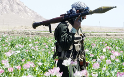 Taliban thành công cấm trồng cây thuốc phiện ở Afghanistan