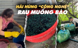 Rợn người ‘công nghệ’ phù phép rau muống bào siêu bẩn, biến héo thành tươi