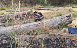 Tồn đọng hàng ngàn khối gỗ tang vật trong các vụ án phá rừng