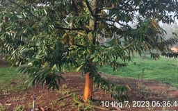 Đắk Lắk: Vườn sầu riêng sắp thu hoạch bị kẻ gian đẽo gốc phá hoại