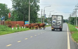 Thả bò gây cản trở lưu thông