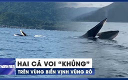 Cận cảnh 2 con cá voi dài 15 mét xuất hiện trên vùng biển vịnh Vũng Rô