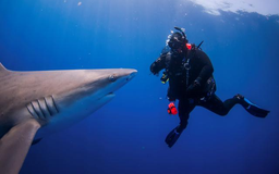 Cảnh báo nguy cơ cá mập 'ngáo' do nuốt phải cocaine bị ném xuống biển