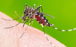 Những yếu tố khiến bạn 'hấp dẫn' loài muỗi