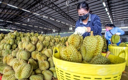 Trung Quốc sắp có sầu riêng 'nhà trồng', đắt gấp 3 hàng nhập khẩu
