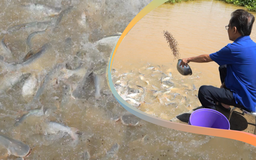 Lạ kỳ: Bỏ tiền túi nuôi đàn cá hoang đến xin ‘ăn nhờ ở đậu’ ở miền Tây