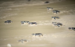 Chạy bộ vì rùa biển năm 2023 ở Côn Đảo: Thêm hình thức chạy trực tuyến