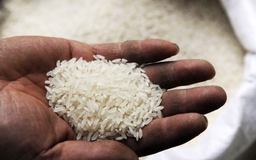 Giá gạo tăng tiếp 20 USD/tấn, Bộ Công thương thông báo khẩn