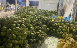 Trái dừa Việt Nam chinh phục mốc 1 tỉ USD