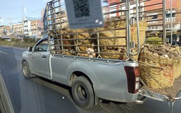 Sử dụng xe bán tải: Khác biệt giữa người Thái và người Việt