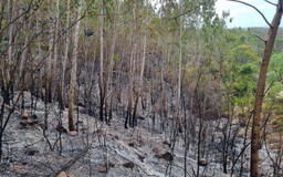 Phú Yên: Cháy rừng sản xuất kéo dài hơn 24 giờ, gây thiệt hại lớn