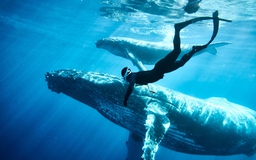 Hành trình 'săn' cá voi lưng gù của hai chàng trai Việt trên biển 'thiên đường'