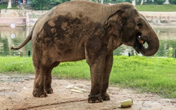 Vì sao 2 con voi ở vườn thú Hà Nội bị xích chân?