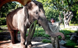 Những điều chưa từng biết về đàn voi Thảo Cầm Viên Sài Gòn