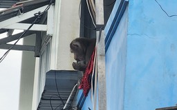 Thổi thuốc gây mê con khỉ quậy phá khu dân cư ở TP.HCM