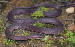 Phát hiện loài rắn mới trên núi Fansipan
