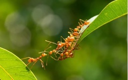 Vì sao kiến cắn có thể gây sốc phản vệ?