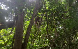 Bình Phước: Thả cá thể khỉ mặt đỏ quý hiếm về rừng tự nhiên