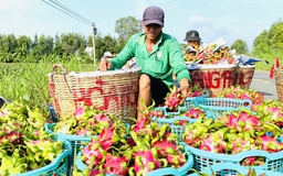 Lại phập phồng lo thị trường Trung Quốc?