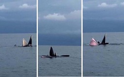 Quảng Ninh: Đàn cá voi xuất hiện tại biển Cô Tô