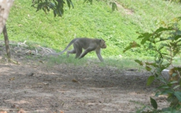 Truy tìm khỉ hoang tấn công nhiều người ở Vĩnh Long