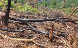 Bình Định: Khởi tố, mở rộng điều tra vụ phá rừng ở H.An Lão