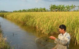 Cà Mau: Chuyển hồ sơ vụ đấu thầu lúa giống sang Cơ quan CSĐT