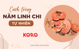 Cùng sống xanh số 66: Muốn người nghèo được uống linh chi, chàng trai đưa giải pháp trồng nấm tại nhà