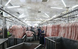 Bên trong chợ thịt heo lớn nhất TP.HCM: thịt heo được đeo vòng nhận diện, quét mã truy xuất nguồn gốc