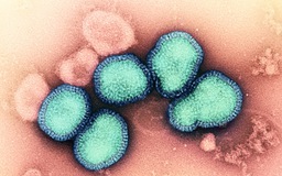 Trung Quốc ghi nhận ca tử vong vì nhiễm H3N2 và H10N5